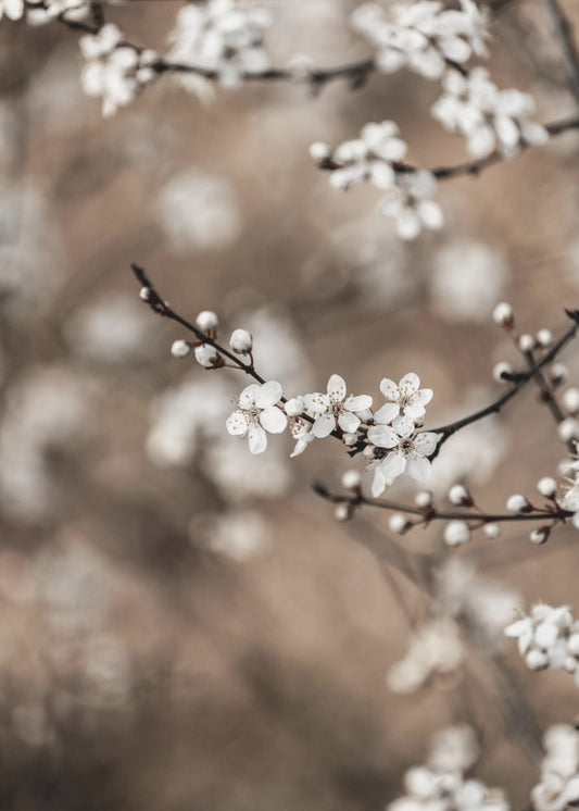 Letzter Frühling 1 | Poster