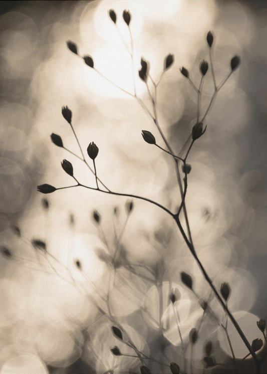 Sonnensilhouetten 1 | Poster