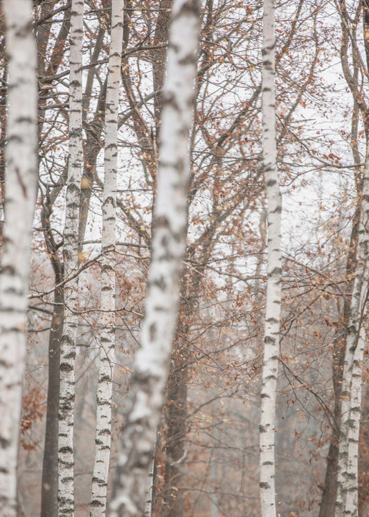 Birch Trees 6 | Canvas