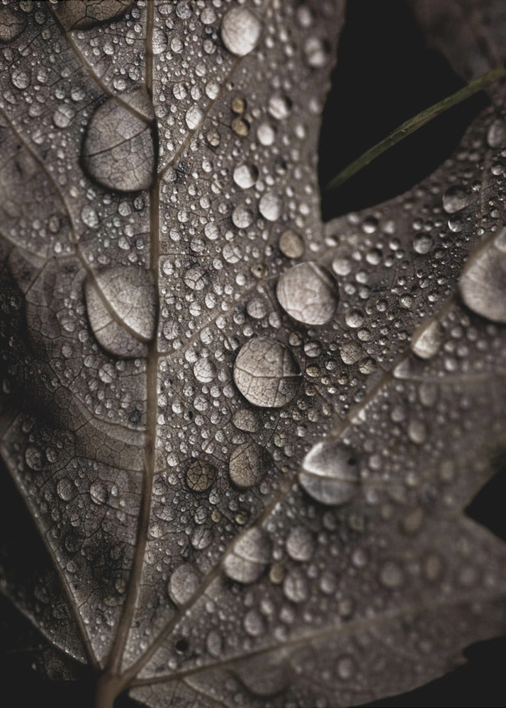Regenfall | Leinwand