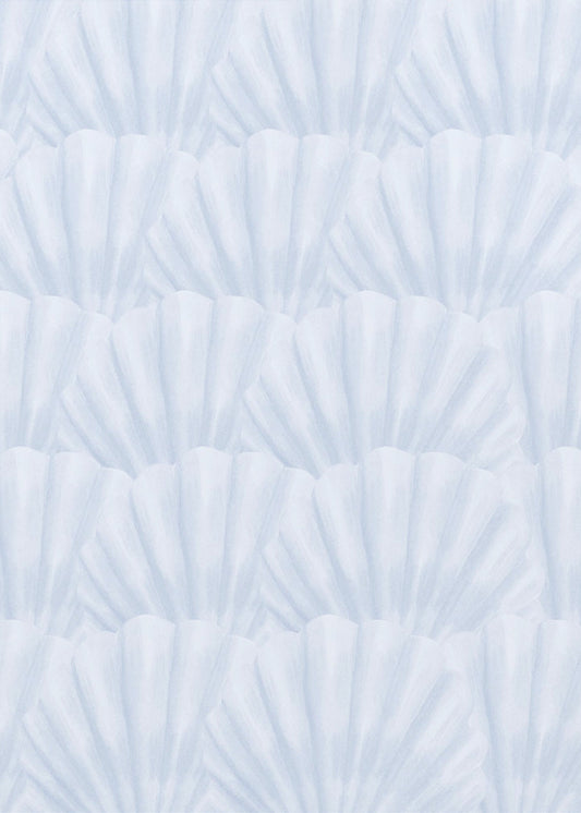 Seashells | Poster