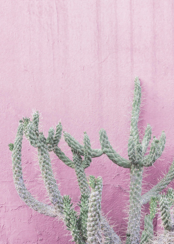 Kaktus auf Rosa | Leinwand