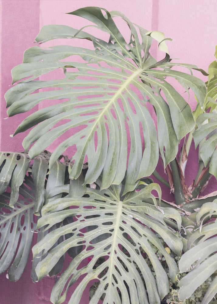 Monstera-Blatt La Muralla | Leinwand