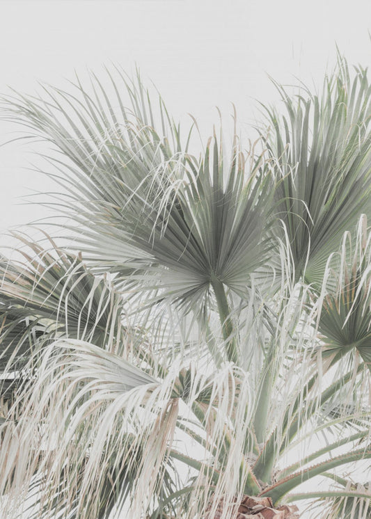 Palmblatt | Poster
