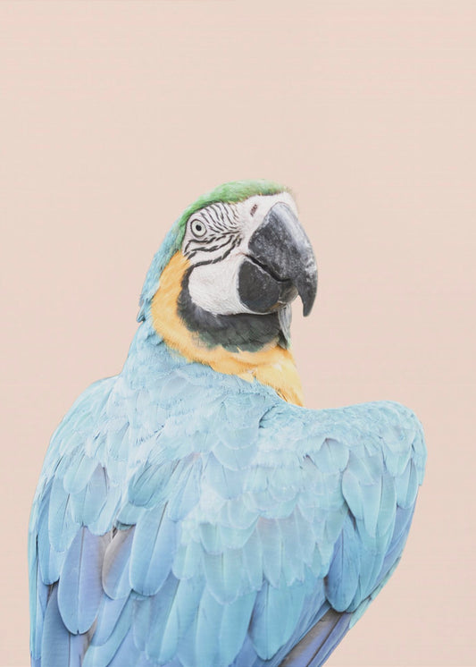 Blauer Ara | Poster