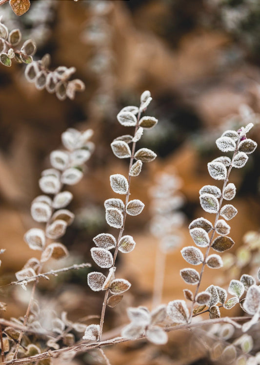 Ein Wintermorgen 2 | Poster