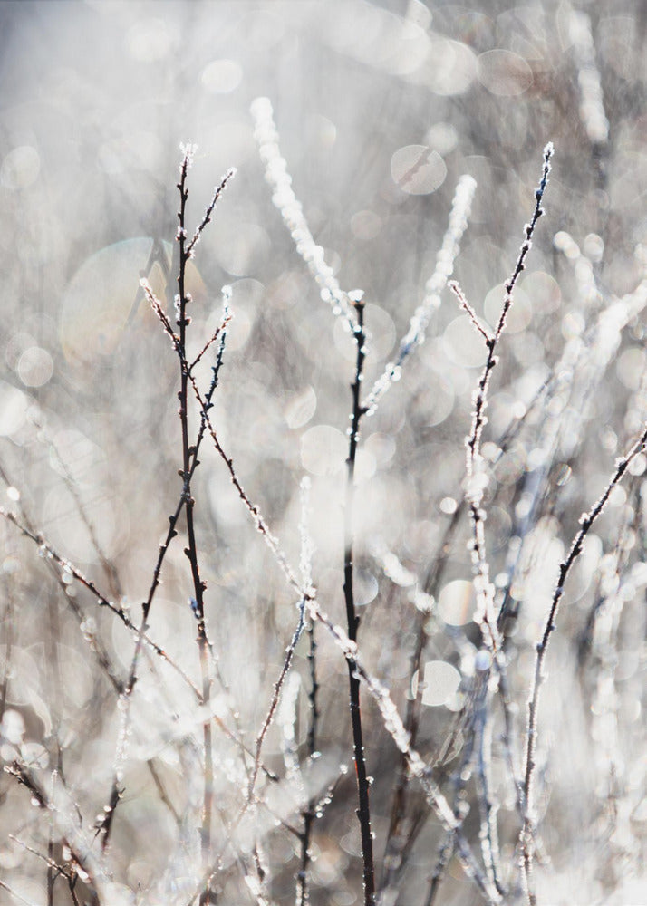 Ein Wintermorgen 4 | Poster
