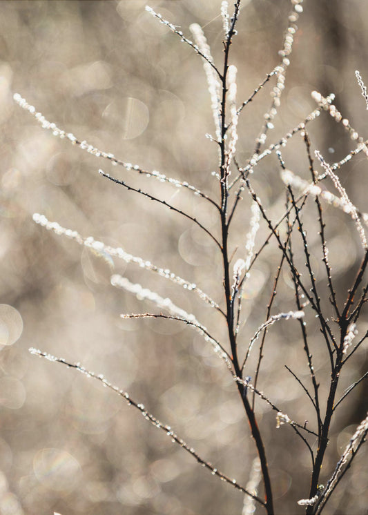 Ein Wintermorgen 5 | Poster