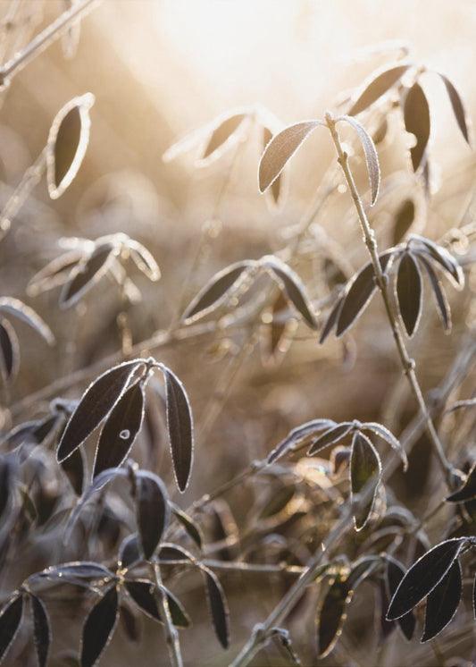 Ein Wintermorgen 6 | Poster