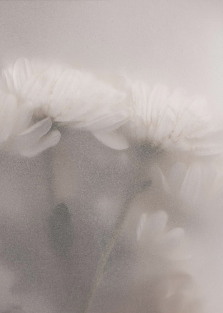 Verschwommene Blumen 2 | Poster