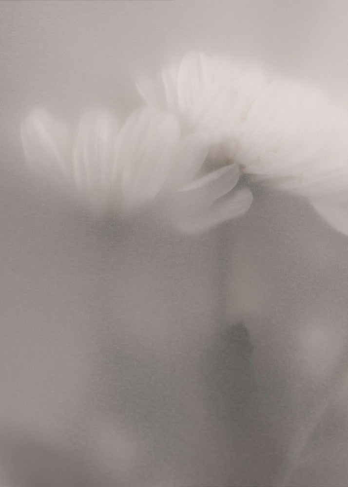 Verschwommene Blumen 3 | Poster