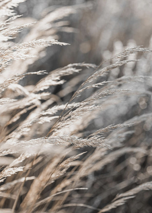 Gras 28 | Poster