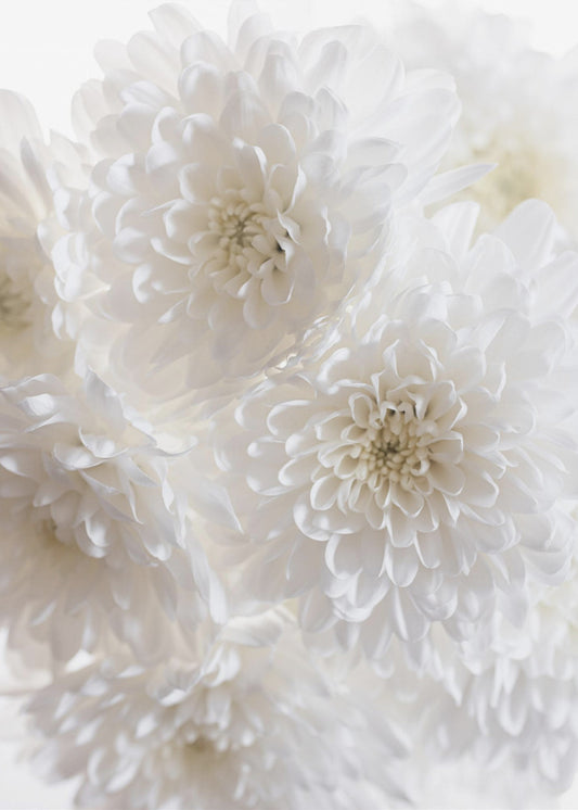 Weiße Blumen 1 | Poster