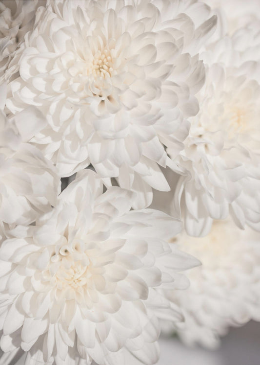 Weiße Blumen 2 | Poster