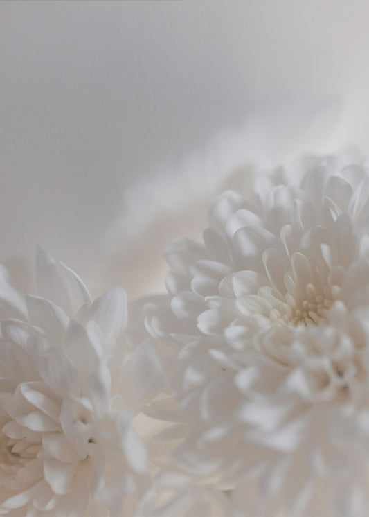 Weiße Blumen 3 | Poster