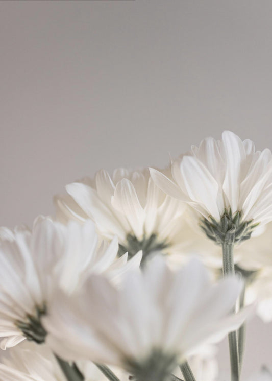 Weiße Blumen 4 | Poster