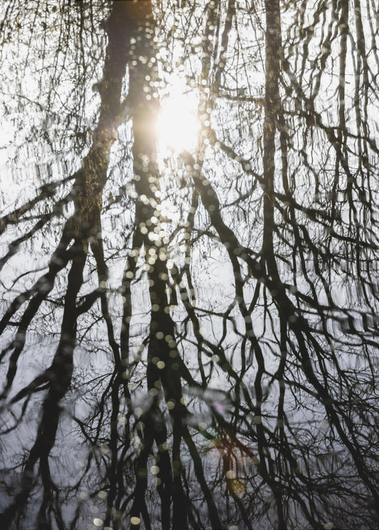 Winterreflexionen 4 | Poster