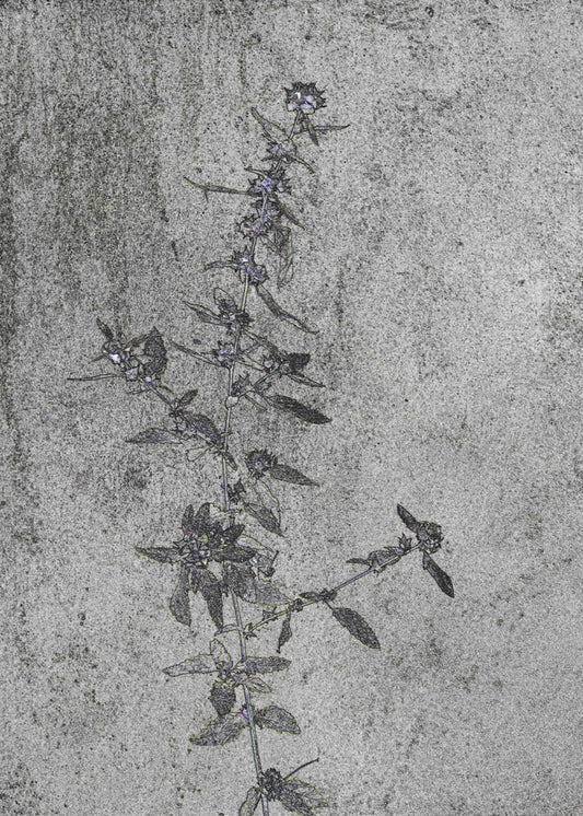 Betonblüten | Leinwand