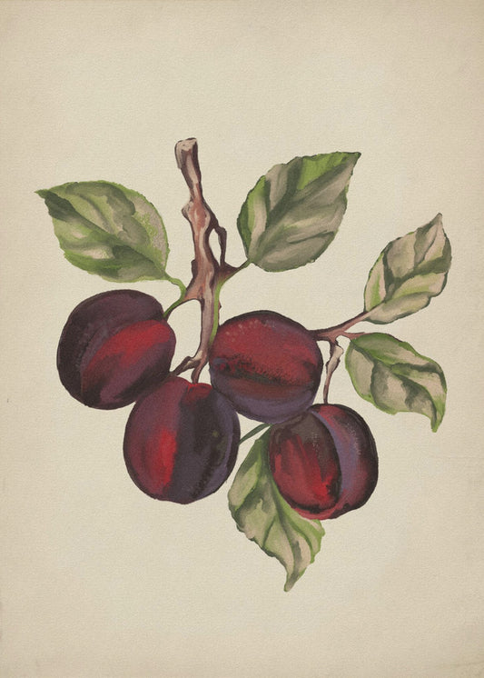 Vintage-Obstsammlung | Poster
