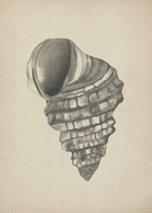Muscheln | Poster