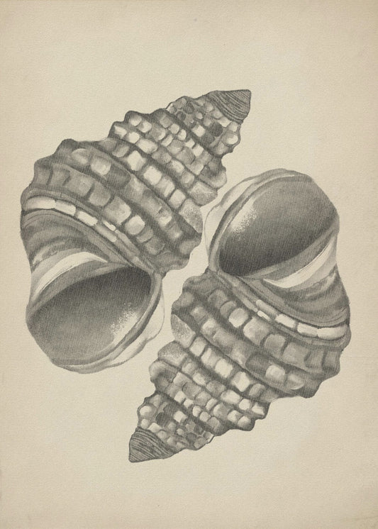 Muscheln | Poster