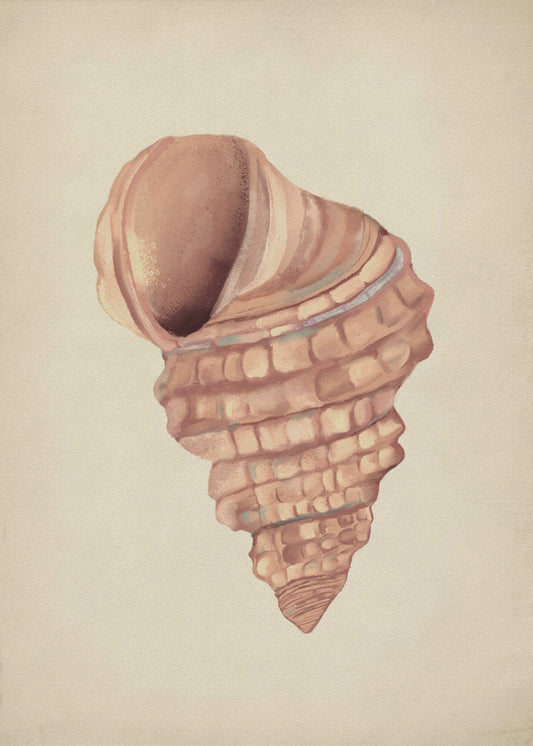 Rosa Muscheln | Poster