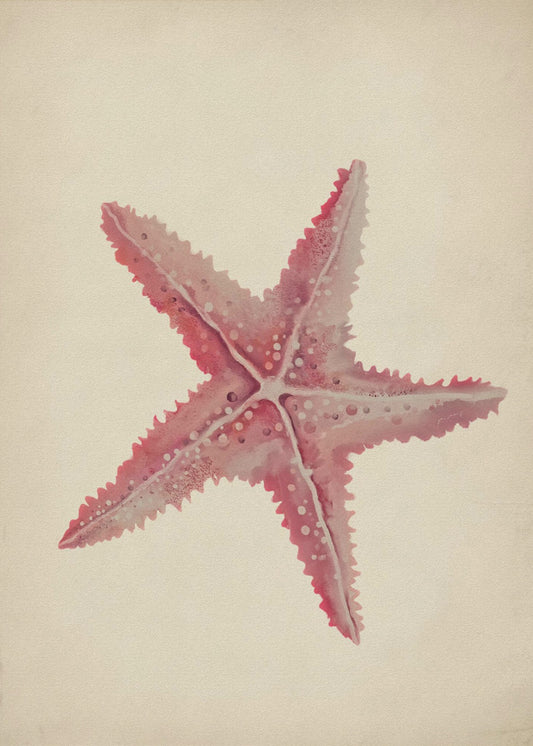 Vintage Seestern-Malerei | Poster