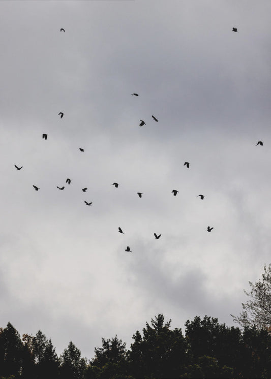 Vögel und Wolken 1 | Poster