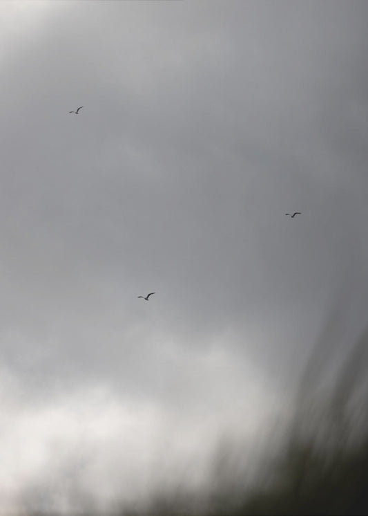 Vögel und Wolken 2 | Leinwand