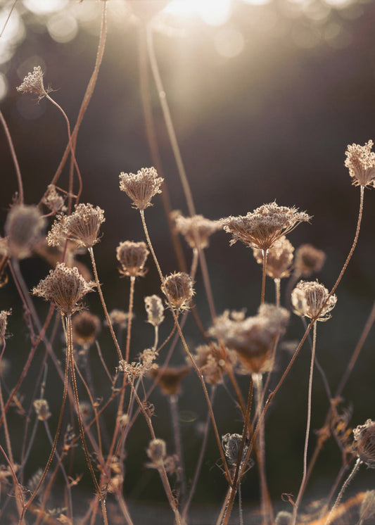 Warmes Winterlicht 2 | Poster