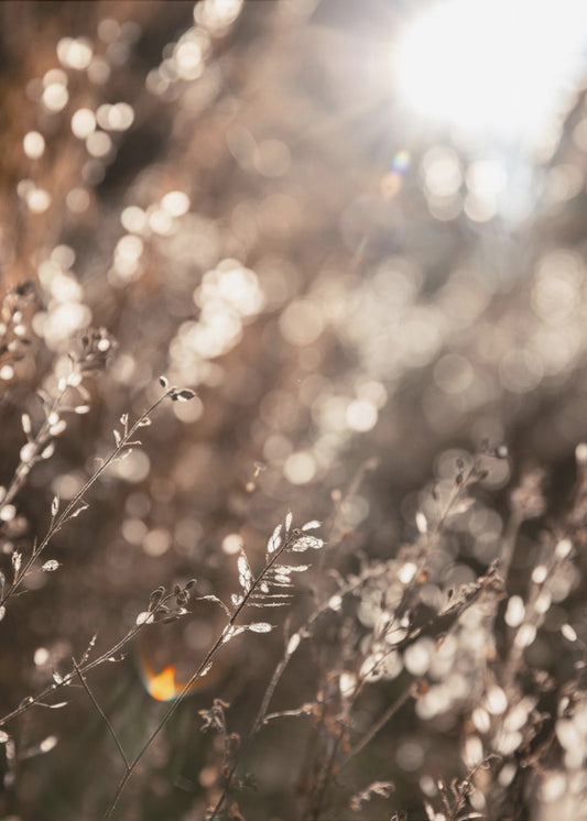 Warmes Winterlicht 6 | Poster