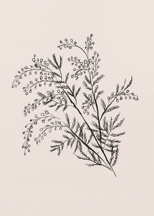 Botanischer Akazienzweig | Leinwand