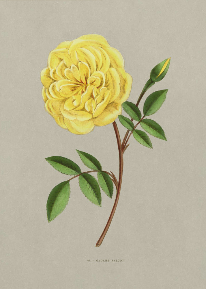 Rose Madame Falcot | Leinwand