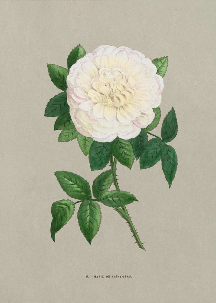 Rose Marie De Saint Jean | Leinwand