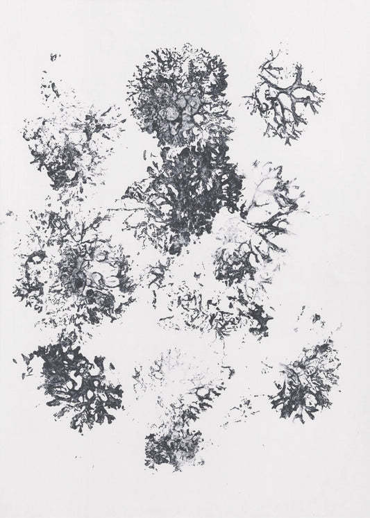 Pflanzen II | Poster