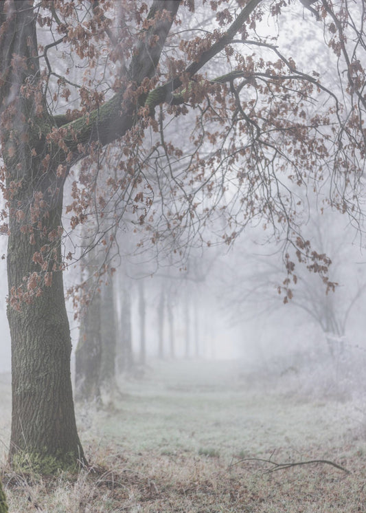 Nebliger Wintermorgen 3 | Poster