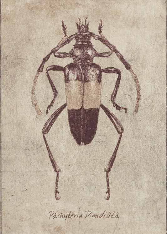 Vintage Insektenskizze | Leinwand