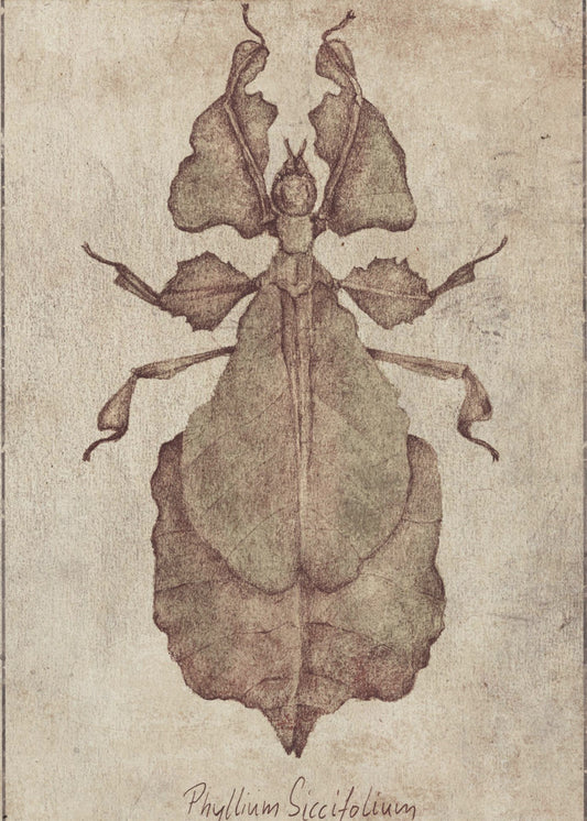 Phyllium Siccifolium Copy | Poster