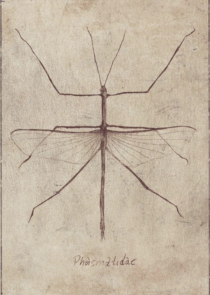 Vintage Entomologie Skizze | Poster