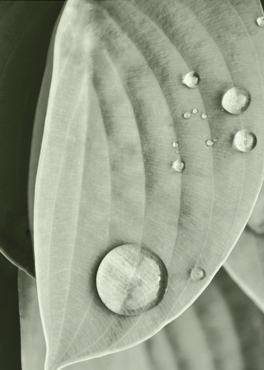 Tau auf Blatt Eleganz | Poster