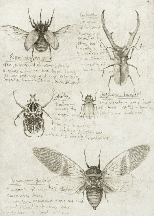 Skizzen von Käfern und Insekten | Leinwand