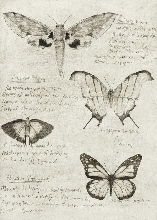 Butterfly Illustrations | Poster