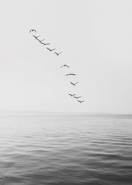 Fliegende Vögel | Poster