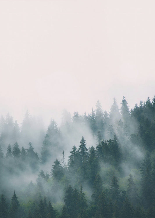 Wald | Poster