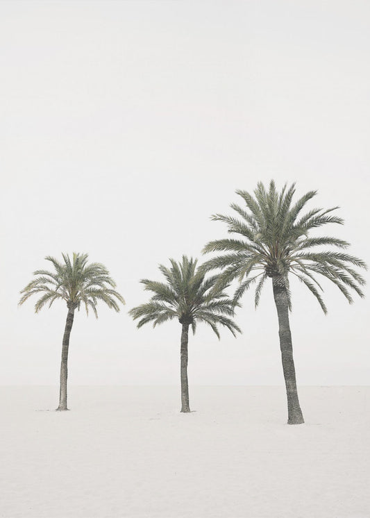 Palms | Poster