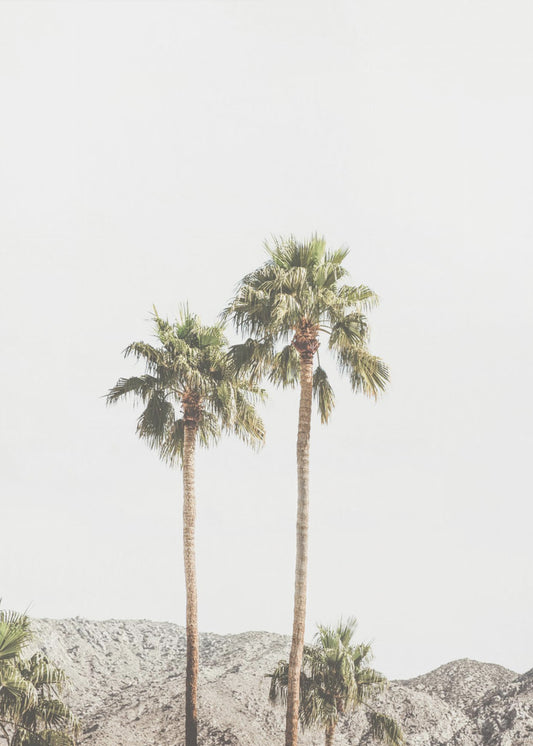 Palm Springs Palmen | Poster