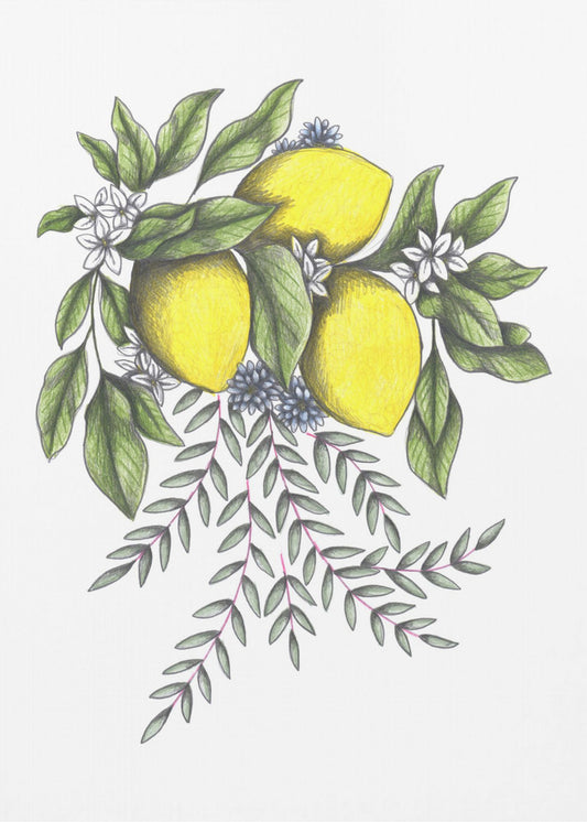 Lemons and Green leaves with Delicate White Blossoms | Poster