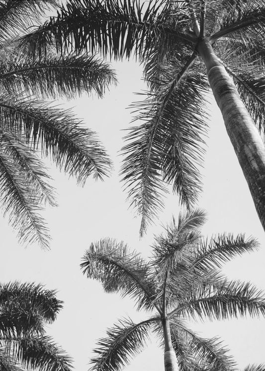 Schwarz-Weiß-Palme | Leinwand