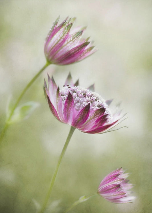 Astrantia | Leinwand