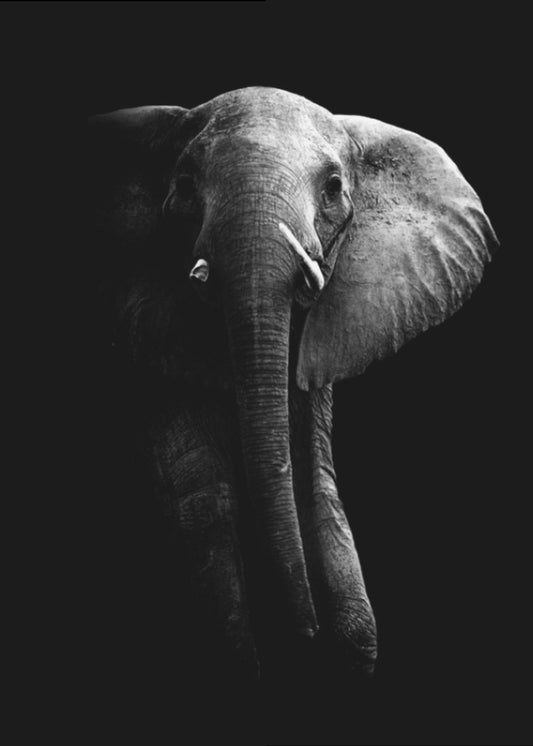 Elefant! | Leinwand